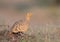 Male Chestnut-bellied sandgrouse