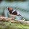 Male Chestnut-naped Forktail