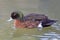 Male Chestnut Teal, Anas castanea swimming