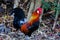 Male chicken in the forest