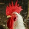 Male chicken rooster head in close up