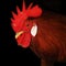 Male chicken rooster head in close up with black background