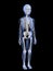 Male child anatomy - skeletal