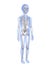 Male child anatomy - skeletal