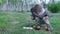 Male child playing with wild hedgehog on green lawn, watering it with milk, taking it with hands on warm spring day