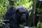 Male Chimpansees in National Park