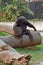 A male chimpanzee Pan troglodytes resting on a wooden trunk