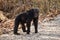 Male chimpanzee standing on all four