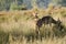 Male Chital Deer with Velvet Antlers in Sun