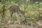 Male chital spotted or axis deer in India
