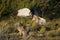 Male Cinereous Harrier attacking a Female