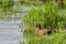 Male CInnamon Teal.