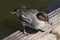 A Male Cinnamon Teal Duck Sitting on the Shore