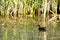 Male Cinnamon Teal duck swims in the marsh at Alamosa National Wildlife Refuge in southern Colorado