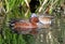 Male Cinnamon Teal swimming, Arizona, USA