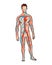 Male circulatory system. Vector illustration of blood circulation in human body. Human arterial and venous circulatory