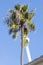 Male city worker trimming palm tree in boom lift