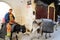 Male cleaner riding donkey to pick up rubbishes in narrow alley of Fez