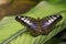 Male Clipper Parthenos sylvia butterfly