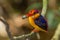 Male close up of Oriental Dwarf Kingfisher