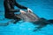 Male coach with two dolphins in an indoor oceanarium. Man touching and playing with dolphin mammals. Dolphin therapy in blue water