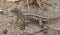 A male coast range fence lizard