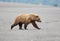 Male coastal brown bear walking on a beach