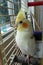 Male Cockatiel bird looking out from cage