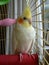 Male Cockatiel bird looking out from cage