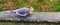 Male cockatiel eating seeds on a wooden plank, popular pet in aviculture, a small cockatoo from australia