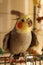 A male Cockatiel sitting on the Cage Entry