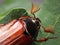Male of cockchafer. Macro