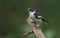 Male Collared Flycatcher sits on an old dried stick