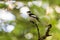 Male Collared Flycatcher on a twig