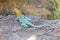 Male Collared Lizard in breeding season