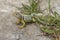 Male collared lizard on rock