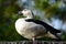 Male Comb Duck (Sarkidiornis melanotos)