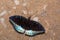 Male Common Archduke Lexias pardalis butterfly