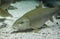 Male Common barbel, species of freshwater fish abundant in Guadiana River, Spain