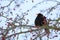 Male of Common black bird in winter