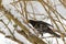 Male Common blackbird bird in black with albino feather eating h