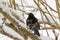 Male Common blackbird bird in black with albino grey white feather on tree branch cover with snowflakes, winter in Europe