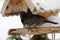 Male Common blackbird bird in black with albino grey white feather on wooden bird feeder in Austria, Europe