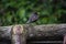 Male Common blackbird, Merlo, standing on a tree branch