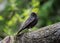 Male Common blackbird, Merlo, standing on a tree branch
