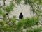 Male common blackbird sitting and singing on the branch of a pine tree
