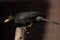 Male Common Blackbird in UK garden feeding UK bird life wildlife rspb feeding work perched