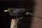 Male Common Blackbird in UK garden feeding UK bird life wildlife rspb feeding work perched
