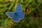 Male Common Blue Butterfly, Polyommatus icarus