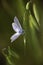 Male Common Blue Butterfly Polyommatus icarus on grass seed head